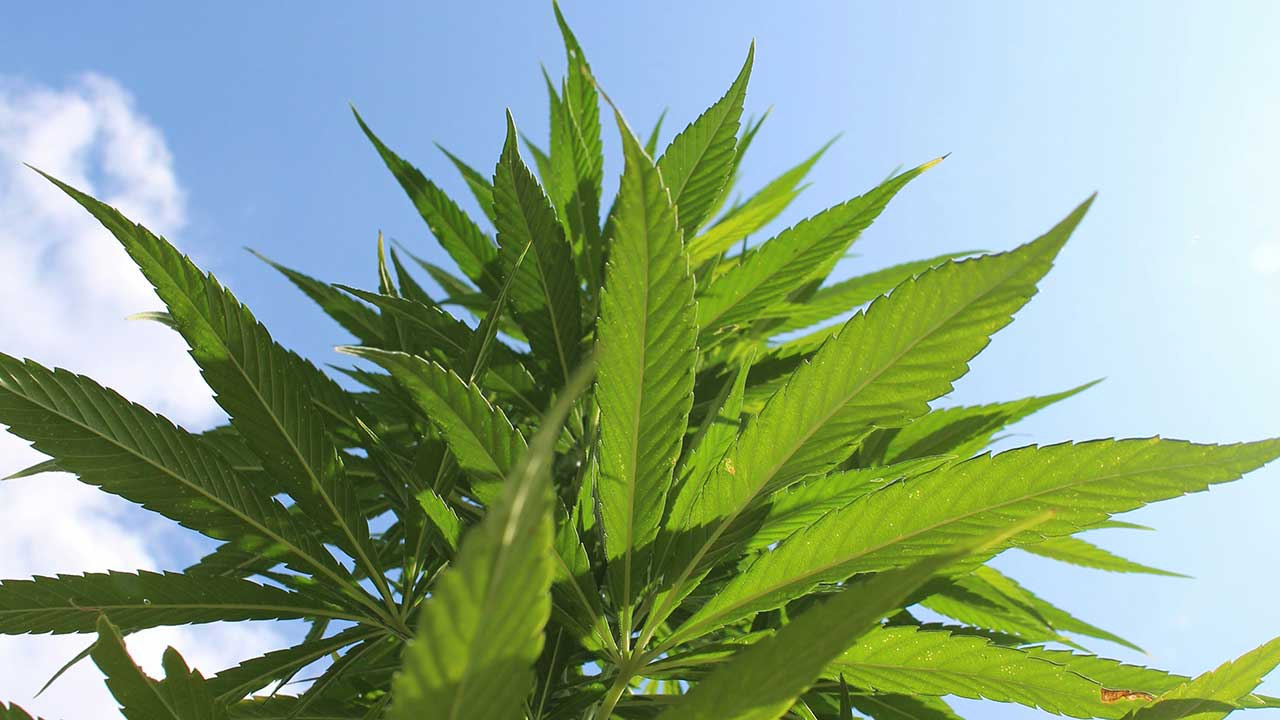 New Senate Bill and the Future of the Hemp Industry