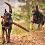 How CBD Use Is Linked to Changes in Canine Aggression