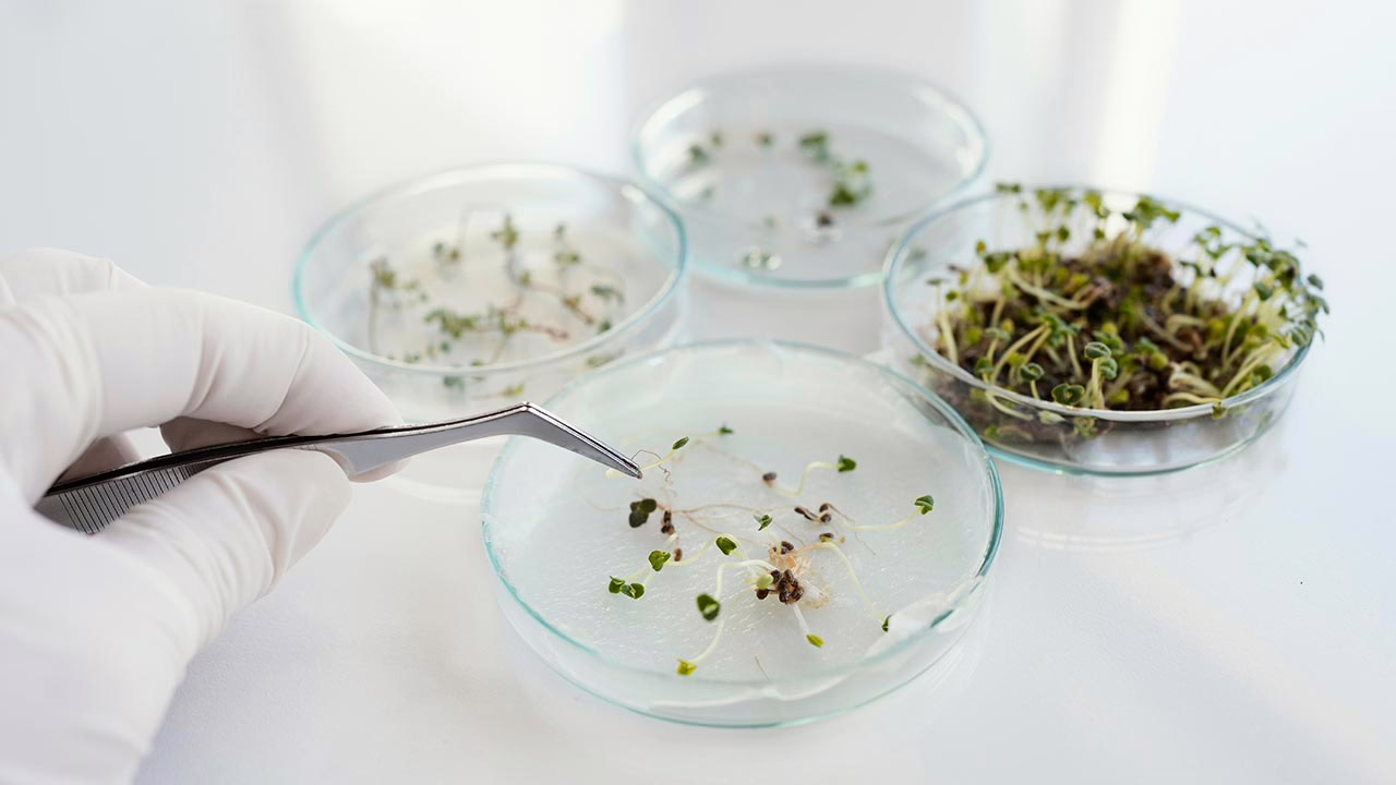 Study Finds Terpenes Activate the Endocannabinoid Receptors CB1 and CB2