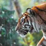 Clovis Zoo Animals Benefit From Taking CBD Oil