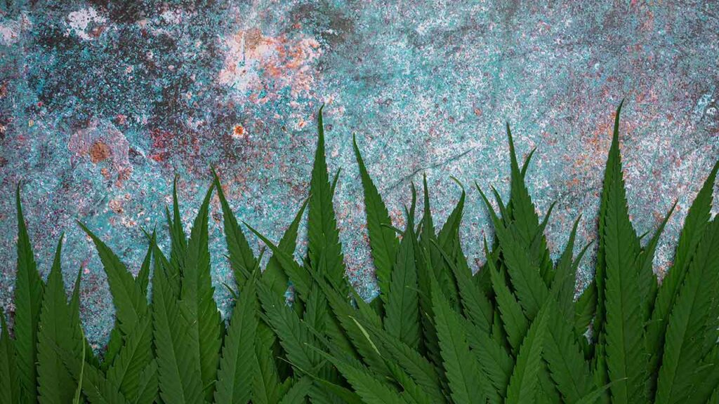 Scientists Discover How Cannabinoids Evolved