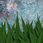 Scientists Discover How Cannabinoids Evolved