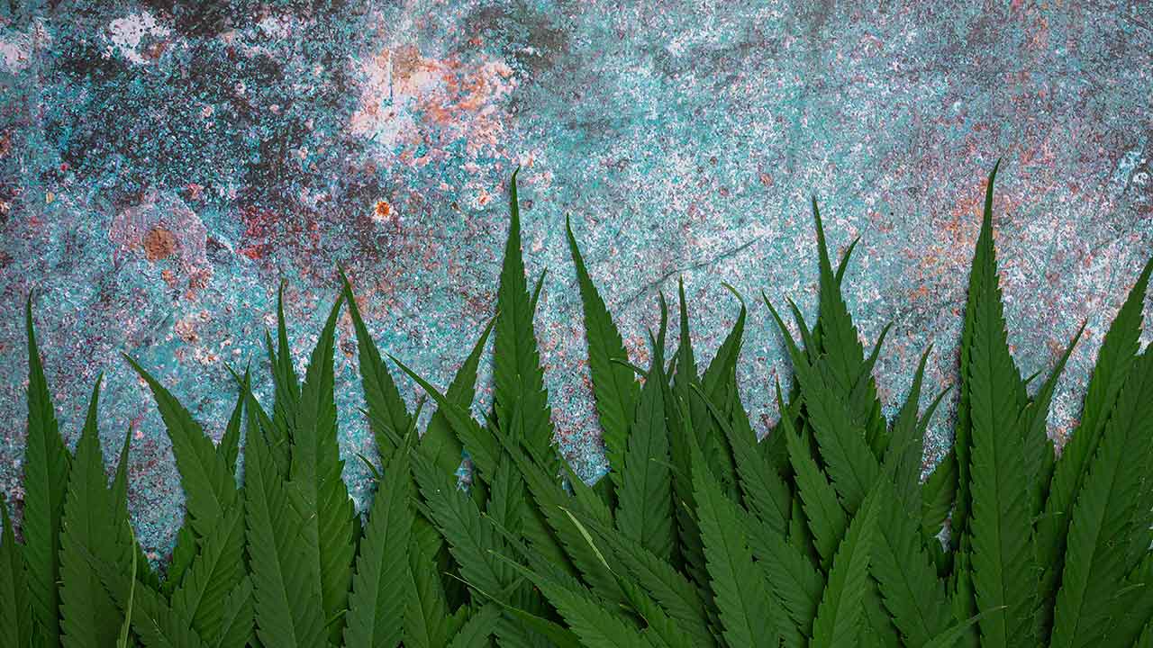 Scientists Discover How Cannabinoids Evolved