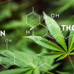 CBN vs THC: What Is the Real Difference?