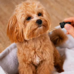 How Long Does CBD Stay in a Dog's System?