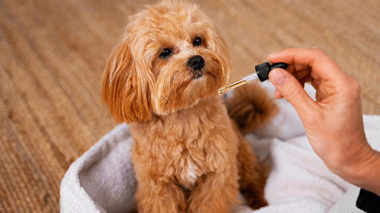 How Long Does CBD Stay in a Dog's System?