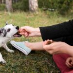 Can You Give CBD to a Puppy?
