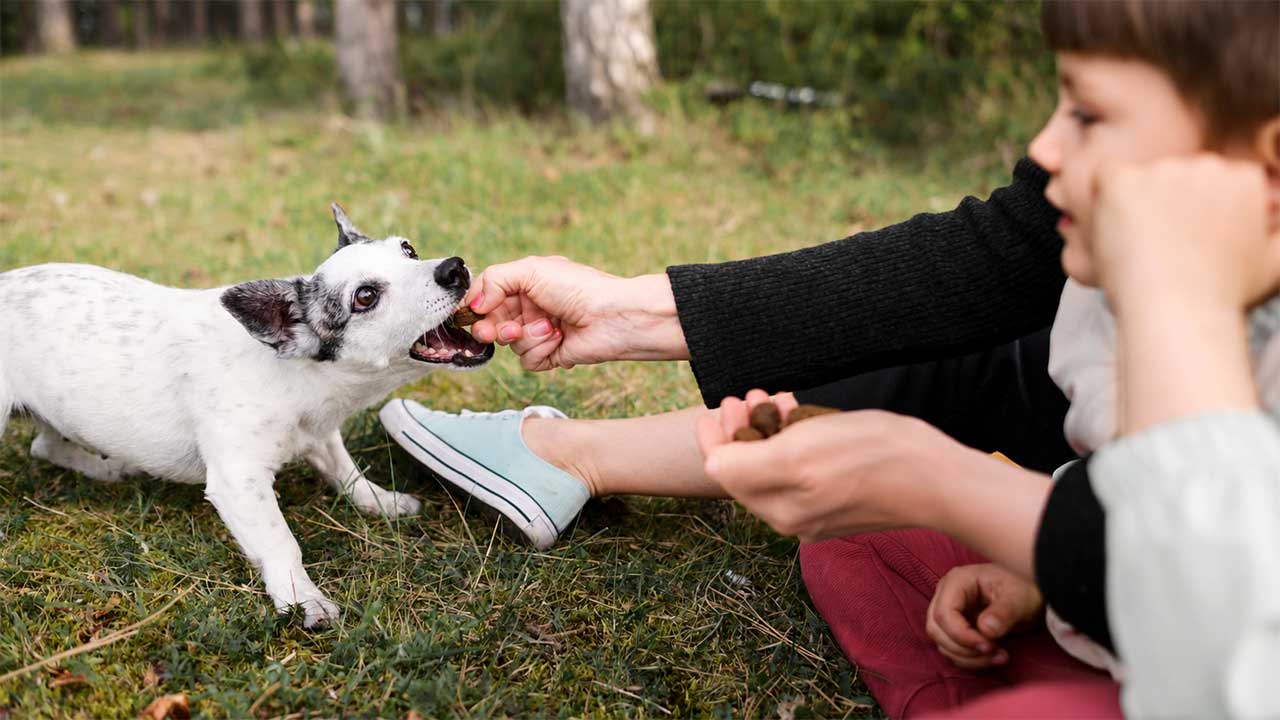 Can You Give CBD to a Puppy?