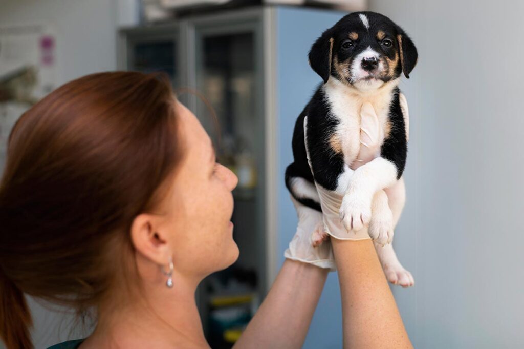 What to Ask Your Veterinarian Before Considering CBD