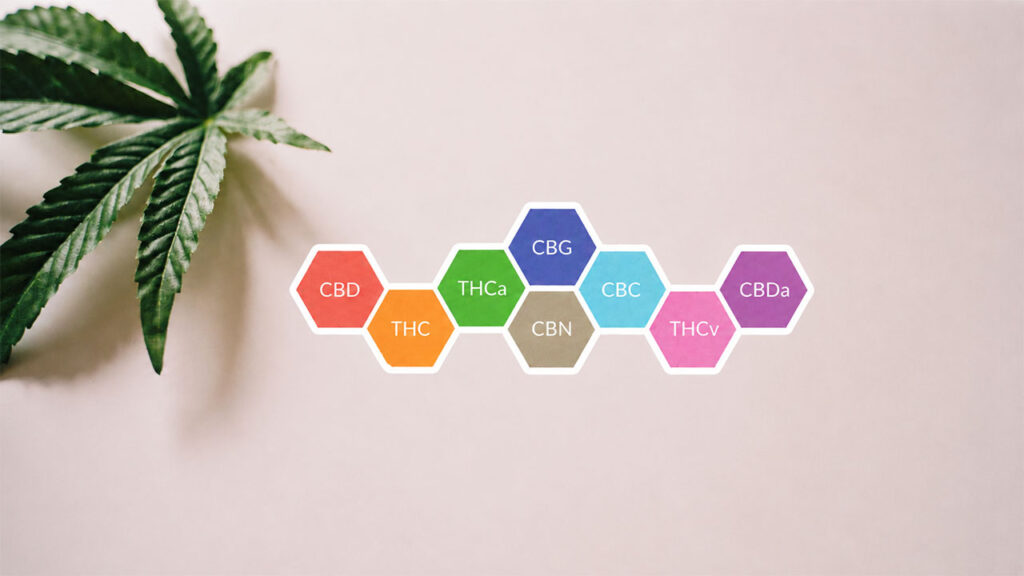 Hemp contains more than 500 compounds