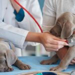 Maryland’s New CBD Law Protects Veterinary Licenses