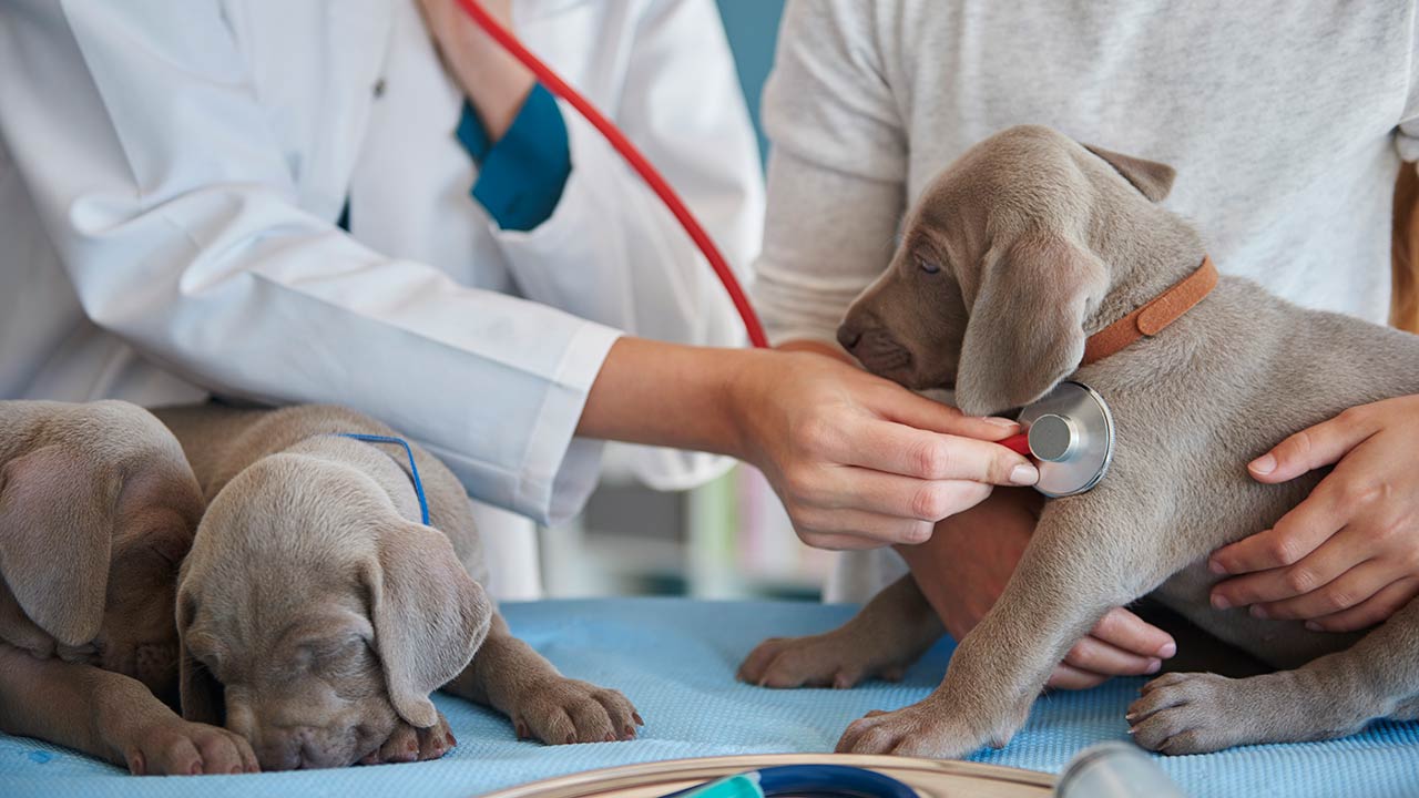 Maryland’s New CBD Law Protects Veterinary Licenses